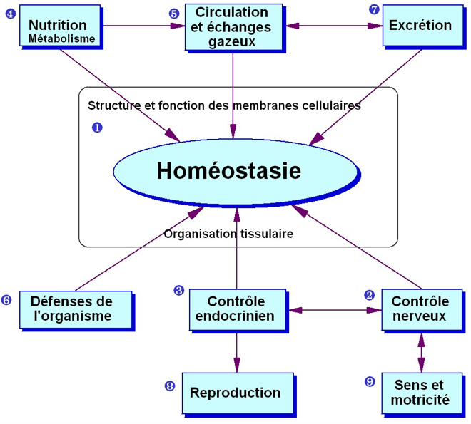 Homéostasie - Energetica Cantica