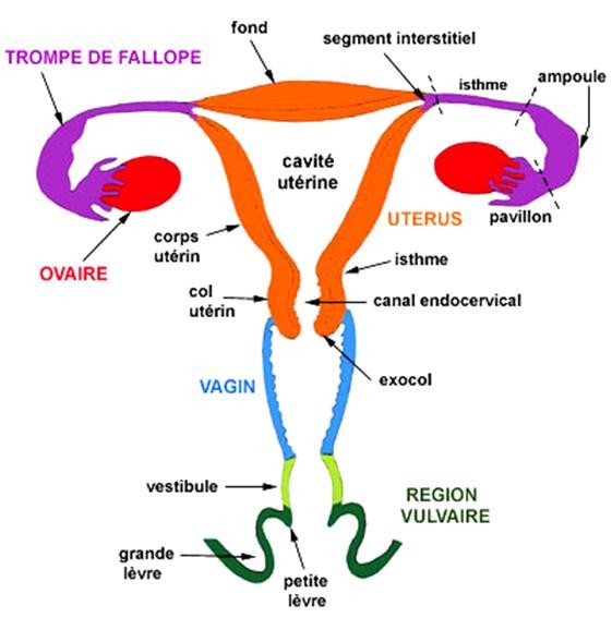 Anatomie des voies génitales féminines. Ici, le Gloss n'est pas indispensable... - Le Crabe aux pinces reulou (Virus HPV & Cancer du Col de l'Utérus) - leschroniquesdesonia.fr