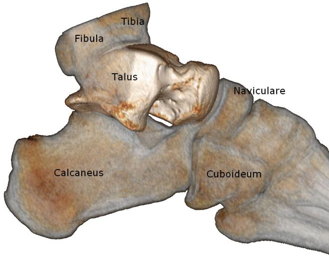 Cheville (anatomie) — Wikipédia
