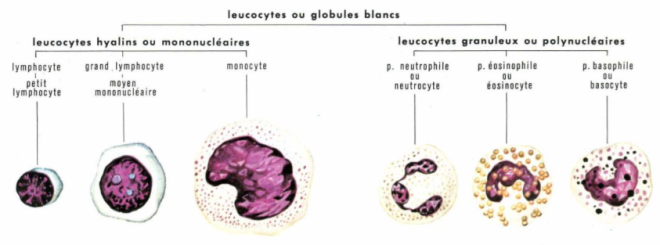 Les différents leucocytes – v.l.c. research – OPHYS