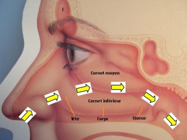 Les cornets des fosses nasales – v.l.c. research – OPHYS