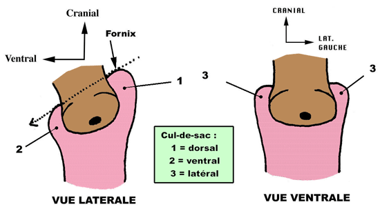 Fornix latéral antérieur postérieur Vagin1