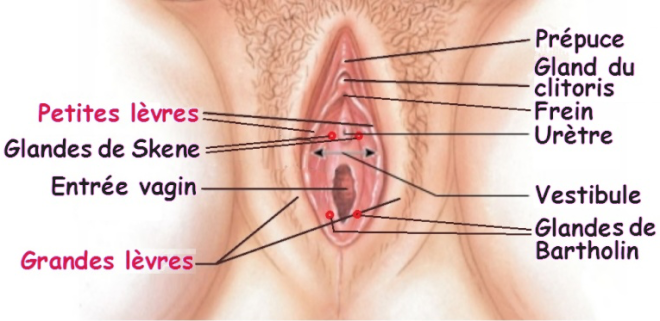 Les lèvres vaginales – v.l.c. research – OPHYS