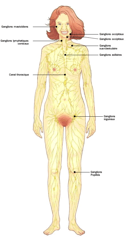 Les ganglions du corps humain – v.l.c. research – OPHYS