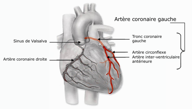 (via Pixelmator) Artères coronaires - Bases de la cardiologie - Docteur Elvire MERVOYER - Campus Sémiologie cardiologique - campus.cerimes.fr