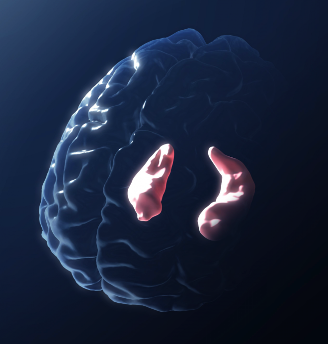 Hippocampe en transparence dans un cerveau. Source : Paul Thompson - My Science Work