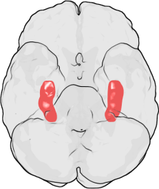 Hippocampus - TPE Emotions – Wikipedia